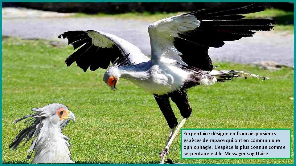 Serpentaire désigne en français plusieurs espèces de rapace qui ont en commun une ophiophagie.