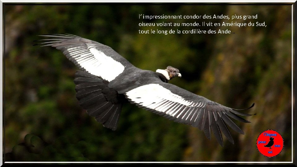 l‘ impressionnant condor des Andes, plus grand oiseau volant au monde. Il vit en