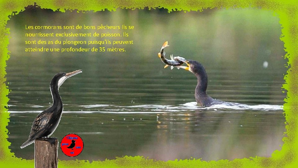 Les cormorans sont de bons pêcheurs Ils se nourrissent exclusivement de poisson. Ils sont