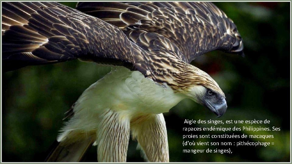 Aigle des singes, est une espèce de rapaces endémique des Philippines. Ses proies sont