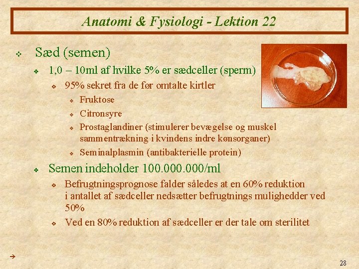 Anatomi Fysiologi XXII 1 Knsorganerne U 1 Anatomi
