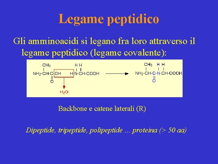 Legame peptidico Gli amminoacidi si legano fra loro attraverso il legame peptidico (legame covalente):