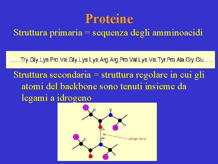 Proteine Struttura primaria = sequenza degli amminoacidi Struttura secondaria = struttura regolare in cui