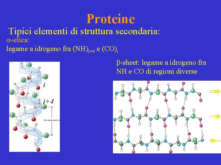 Proteine Tipici elementi di struttura secondaria: a-elica: legame a idrogeno fra (NH)ì+4 e (CO)i