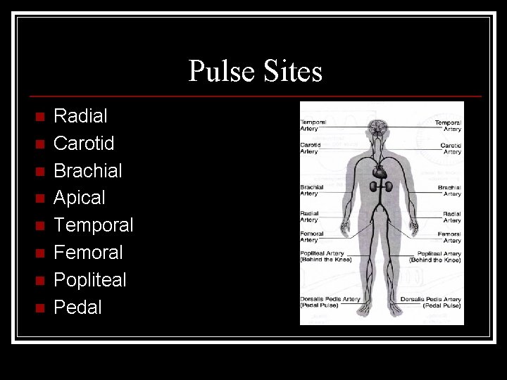 Pulse Sites n n n n Radial Carotid Brachial Apical Temporal Femoral Popliteal Pedal