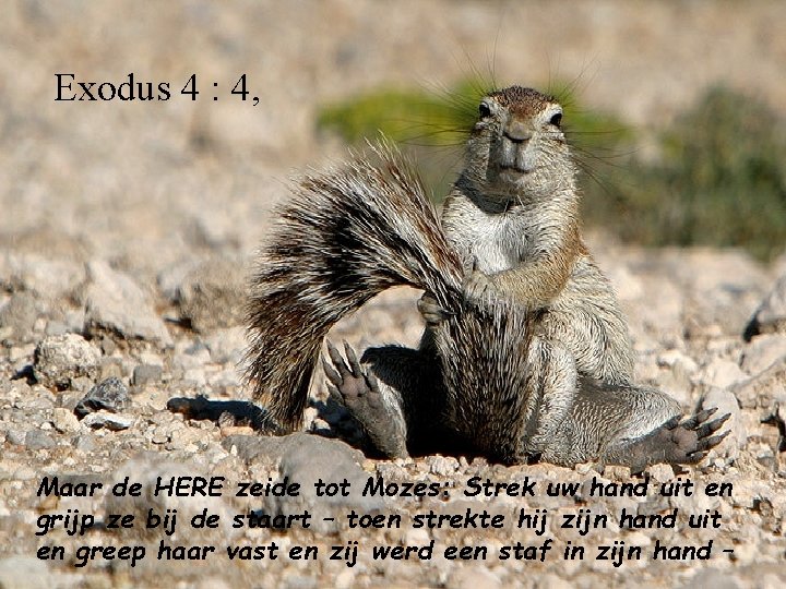 Exodus 4 : 4, Maar de HERE zeide tot Mozes: Strek uw hand uit