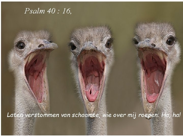 Psalm 40 : 16, Laten verstommen van schaamte, wie over mij roepen: Ha, ha!