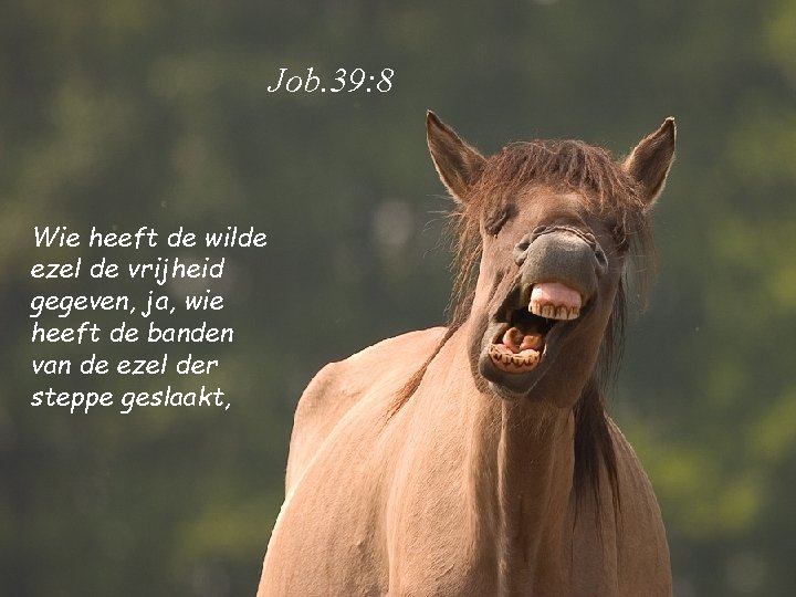 Job. 39: 8 Wie heeft de wilde ezel de vrijheid gegeven, ja, wie heeft