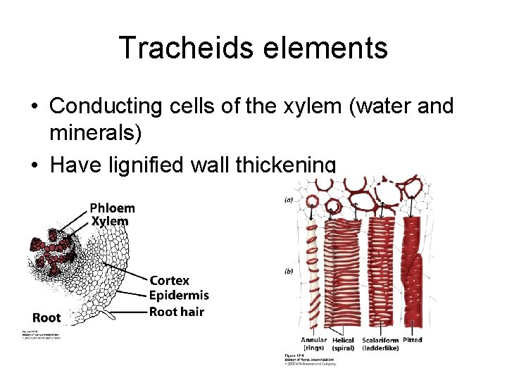 Tracheids elements • Conducting cells of the xylem (water and minerals) • Have lignified