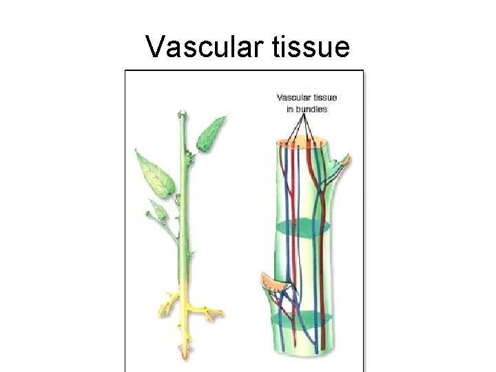 Vascular tissue 