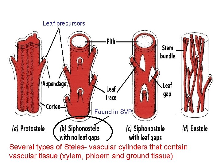 Leaf precursors Found in SVP Several types of Steles- vascular cylinders that contain vascular