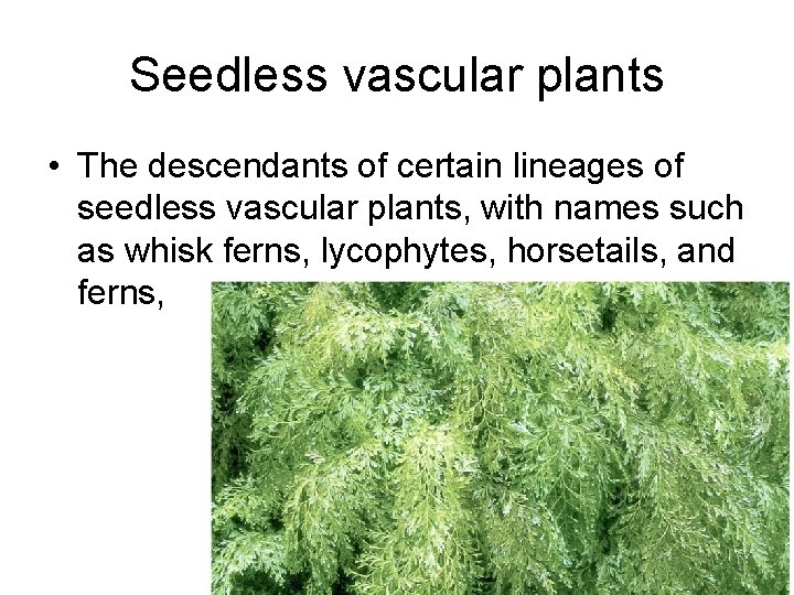 Seedless vascular plants • The descendants of certain lineages of seedless vascular plants, with