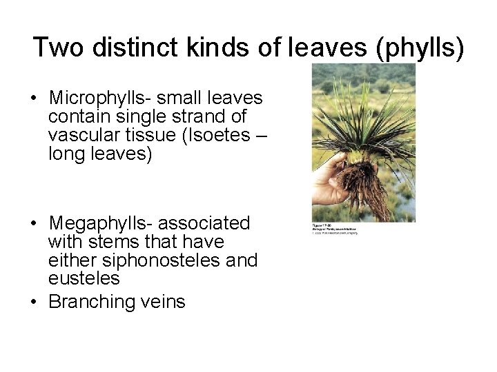 Two distinct kinds of leaves (phylls) • Microphylls- small leaves contain single strand of