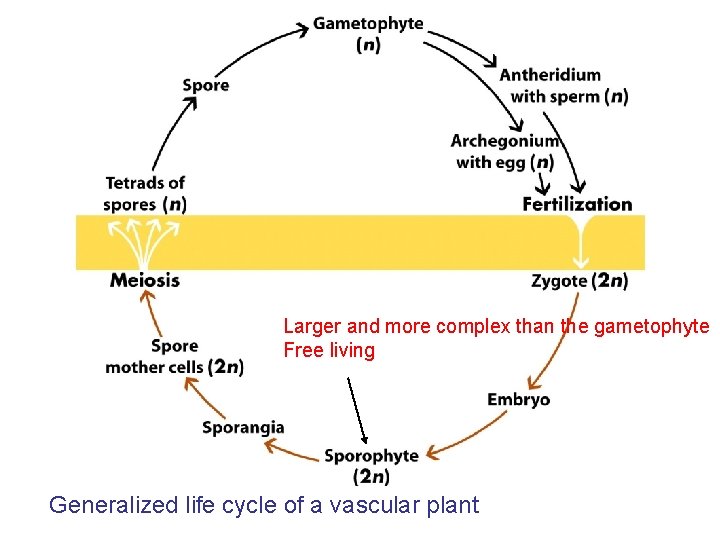 Larger and more complex than the gametophyte Free living Generalized life cycle of a