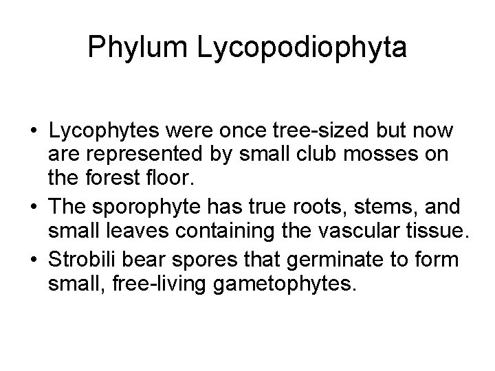 Phylum Lycopodiophyta • Lycophytes were once tree-sized but now are represented by small club