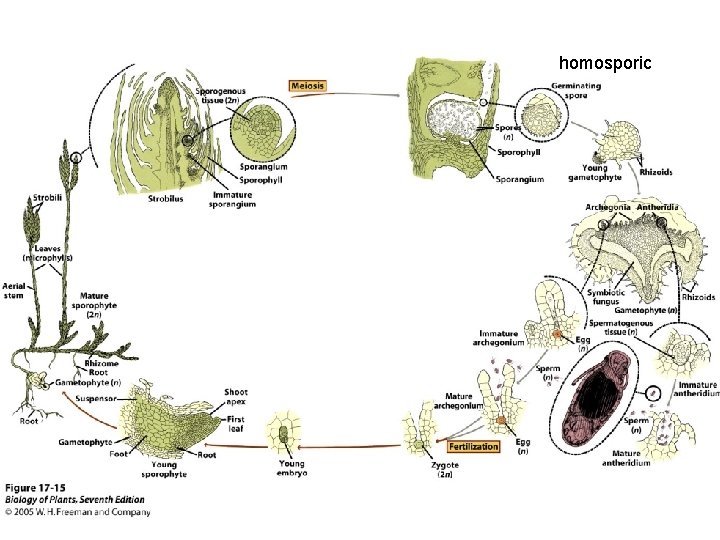 homosporic 