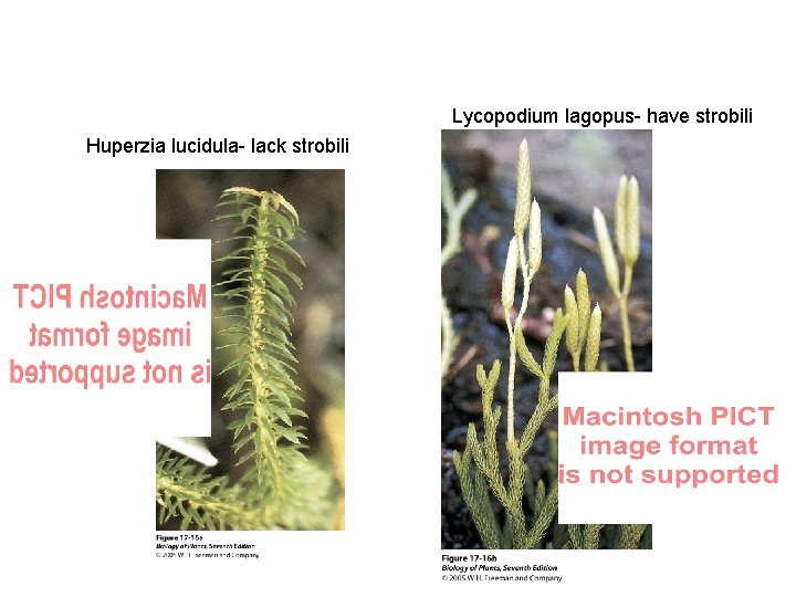 Lycopodium lagopus- have strobili Huperzia lucidula- lack strobili 