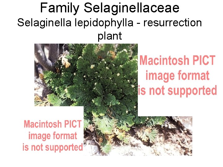 Family Selaginellaceae Selaginella lepidophylla - resurrection plant 