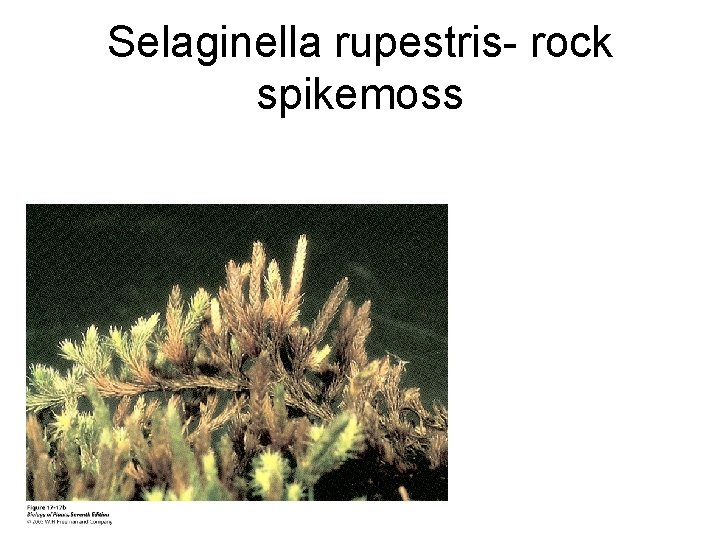 Selaginella rupestris- rock spikemoss 