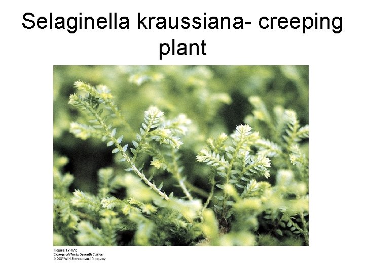Selaginella kraussiana- creeping plant 