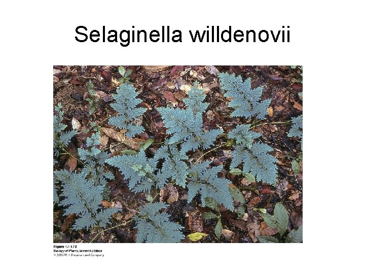 Selaginella willdenovii 