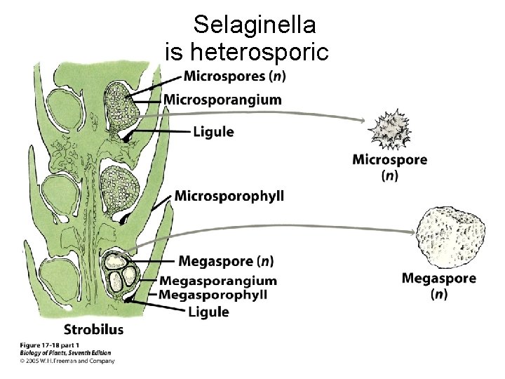  Selaginella is heterosporic 