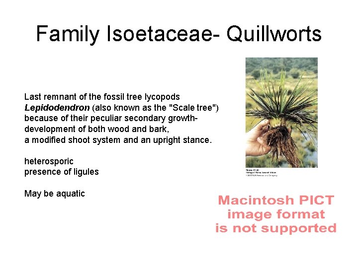 Family Isoetaceae- Quillworts Last remnant of the fossil tree lycopods Lepidodendron (also known as