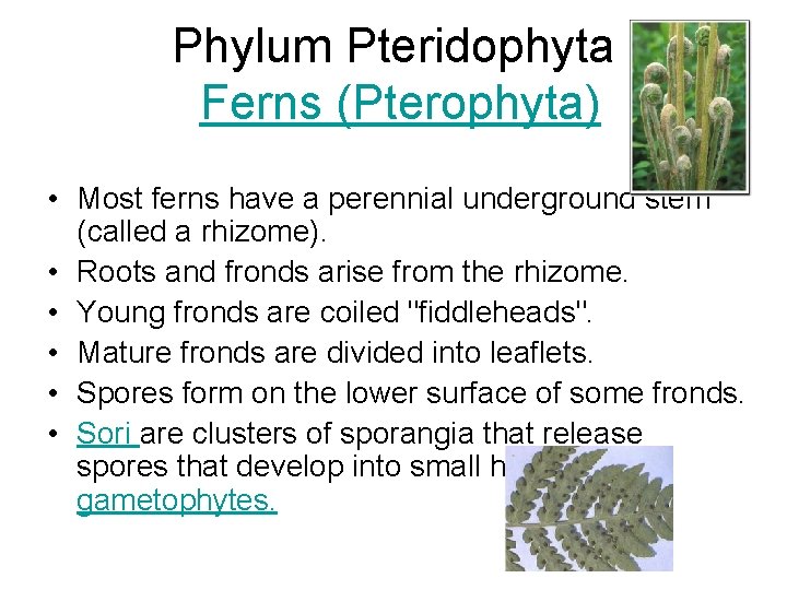 Phylum Pteridophyta Ferns (Pterophyta) • Most ferns have a perennial underground stem (called a
