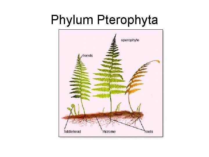 Phylum Pterophyta 