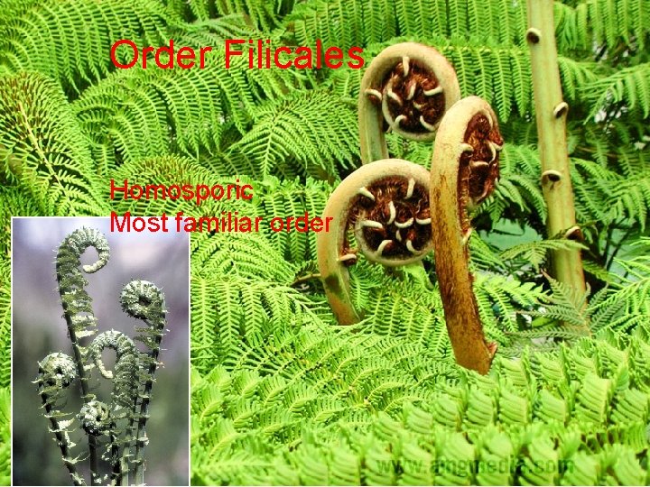 Order Filicales Homosporic Most familiar order 