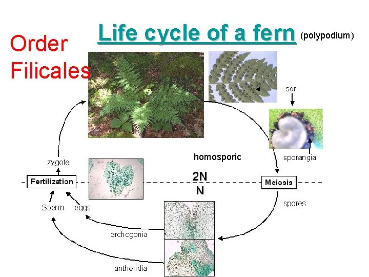 Order Filicales Life cycle of a fern (polypodium) homosporic 