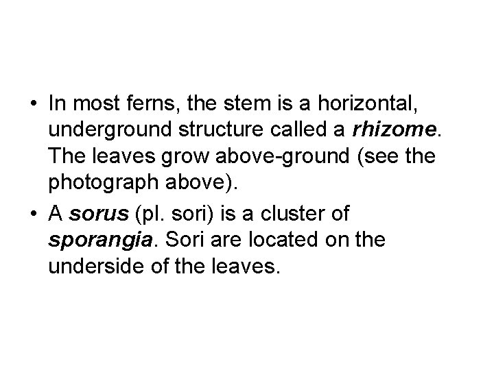  • In most ferns, the stem is a horizontal, underground structure called a