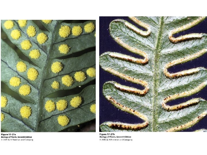 Seedless Vascular Plants Chapter 17 Seedless vascular plants