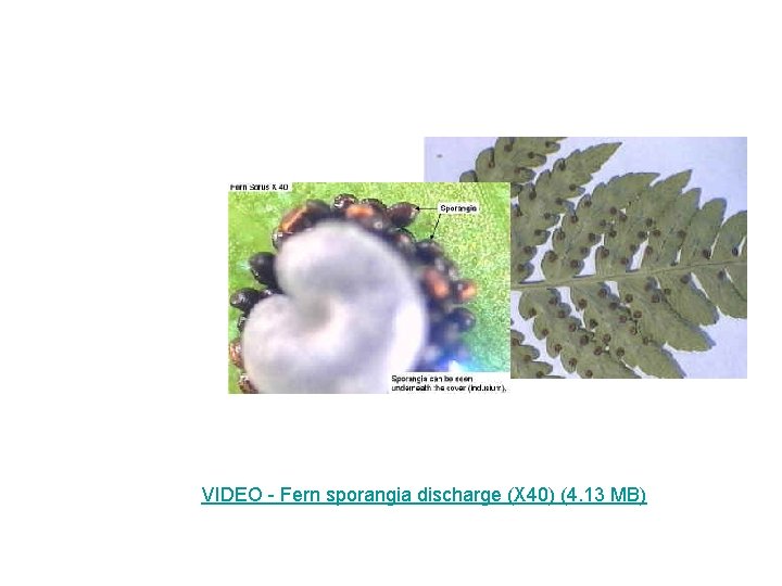 VIDEO - Fern sporangia discharge (X 40) (4. 13 MB) 