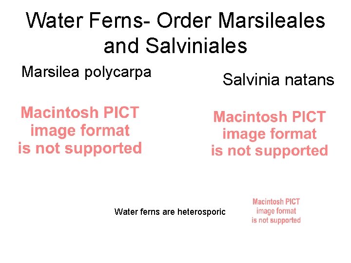 Water Ferns- Order Marsileales and Salviniales Marsilea polycarpa Salvinia natans Water ferns are heterosporic