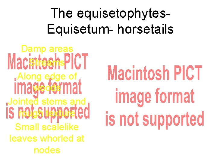 The equisetophytes- Equisetum- horsetails Damp areas Streams Along edge of woods Jointed stems and