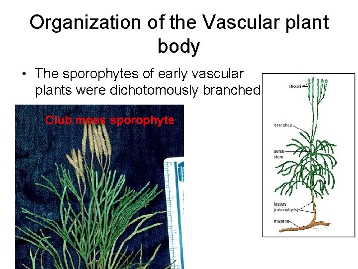 Organization of the Vascular plant body • The sporophytes of early vascular plants were