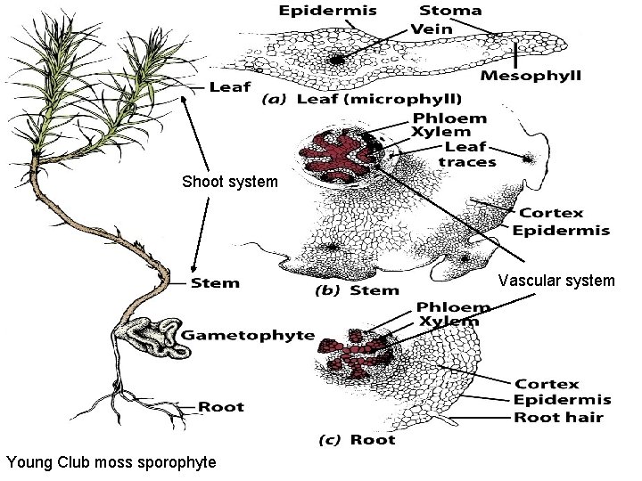 Shoot system Vascular system Young Club moss sporophyte 