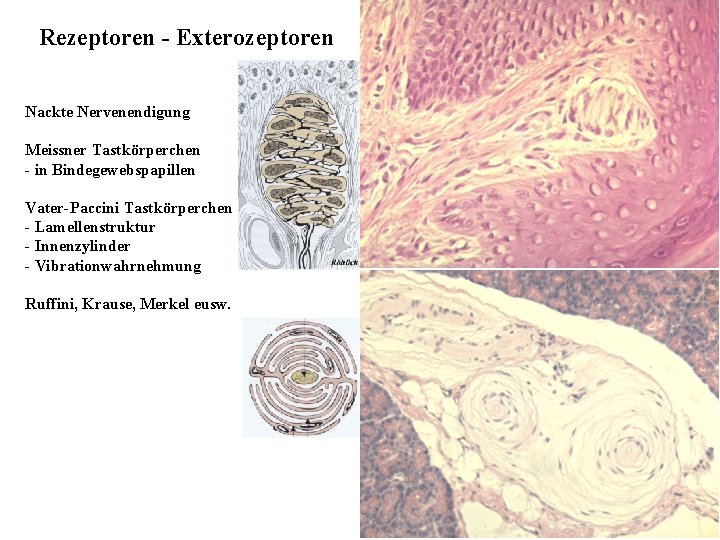 Rezeptoren - Exterozeptoren Nackte Nervenendigung Meissner Tastkörperchen - in Bindegewebspapillen Vater-Paccini Tastkörperchen - Lamellenstruktur
