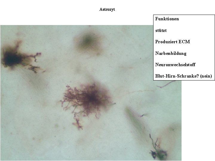 Astrozyt Funktionen stützt Produziert ECM Narbenbildung Neuronwechselstoff Blut-Hirn-Schranke? (nein) 