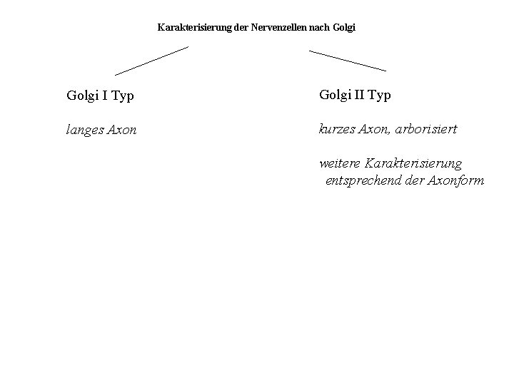 Karakterisierung der Nervenzellen nach Golgi I Typ Golgi II Typ langes Axon kurzes Axon,