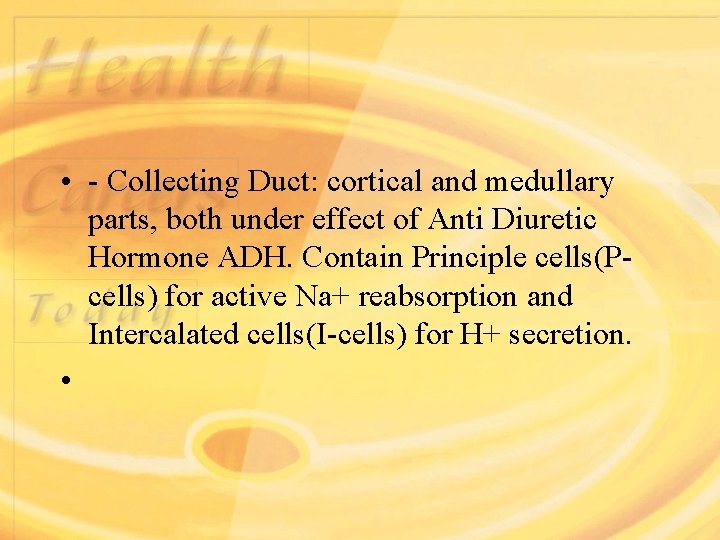  • - Collecting Duct: cortical and medullary parts, both under effect of Anti