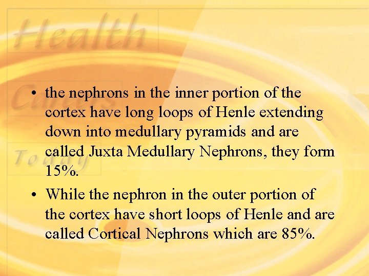  • the nephrons in the inner portion of the cortex have long loops