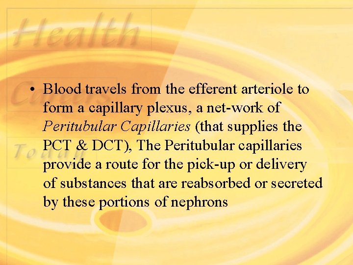 • Blood travels from the efferent arteriole to form a capillary plexus, a