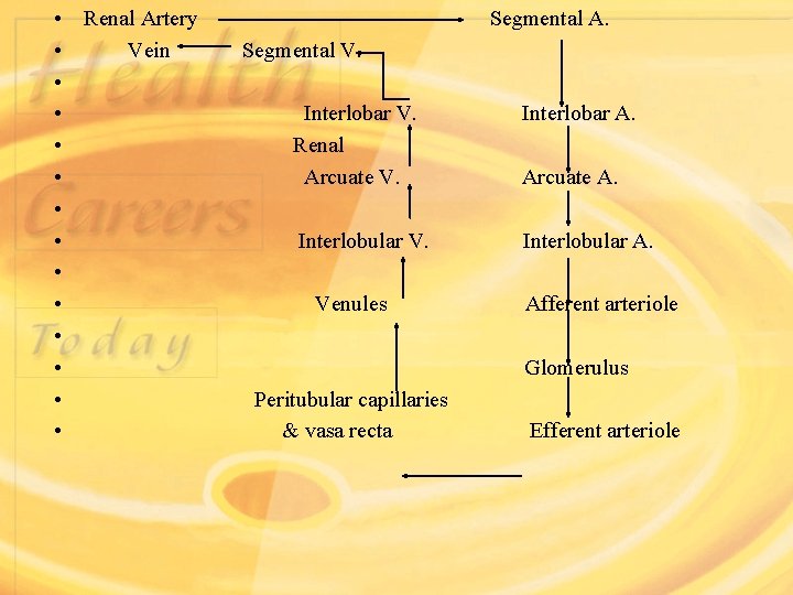 • • • • Renal Artery Segmental A. Vein Segmental V. Interlobar V. • • • • Renal Artery Segmental A. Vein Segmental V. Interlobar V.