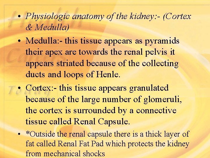  • Physiologic anatomy of the kidney: - (Cortex & Medulla) • Medulla: -