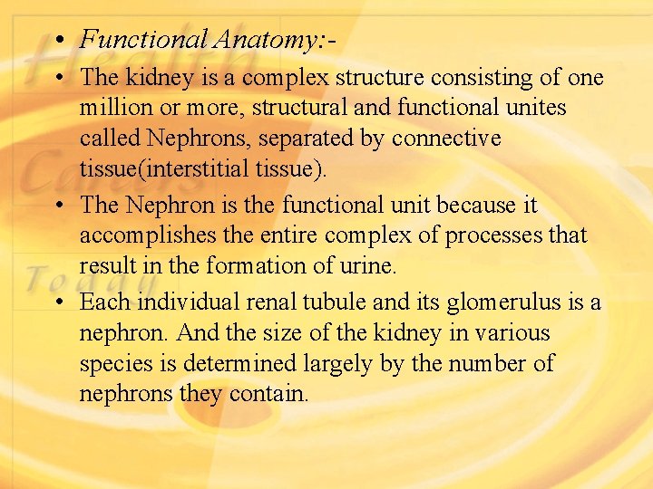  • Functional Anatomy: • The kidney is a complex structure consisting of one