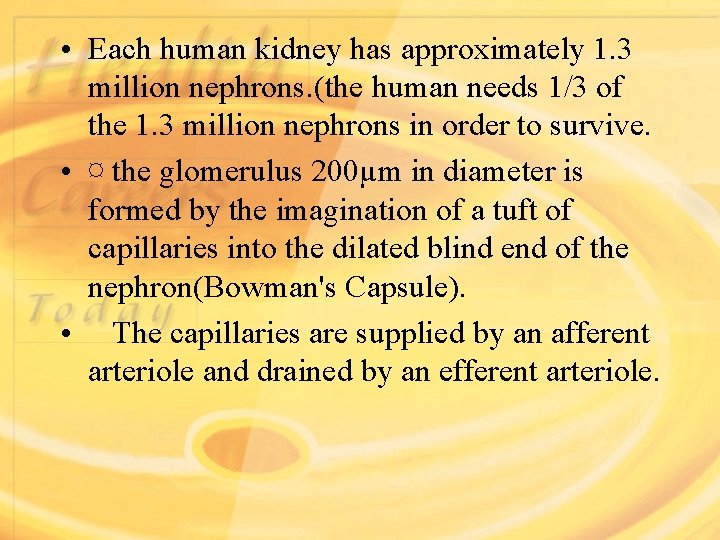  • Each human kidney has approximately 1. 3 million nephrons. (the human needs