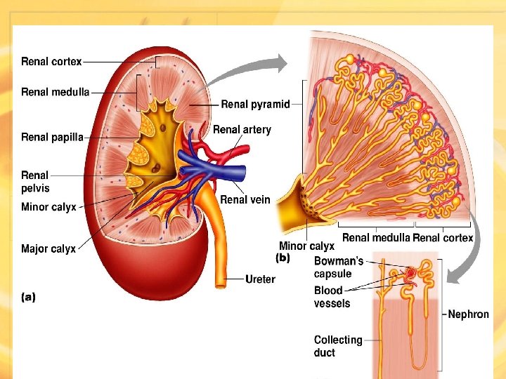 Anatomy of the Kidney Copyright © 2008 Pearson Education, Figure 18. 2 