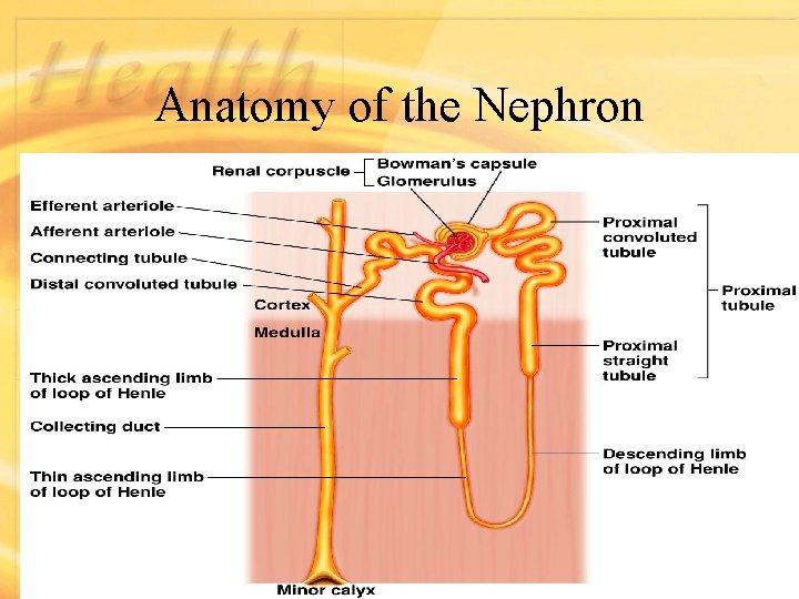 Anatomy of the Nephron Figure 18. 3 